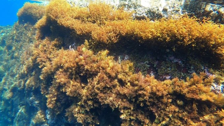 Tassonomia e conservazione: un binomio inscindibile per le foreste a Cystoseira sensu lato (s.l.)