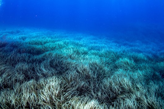 Non solo i coralli: che cos’è il bleaching di Posidonia oceanica